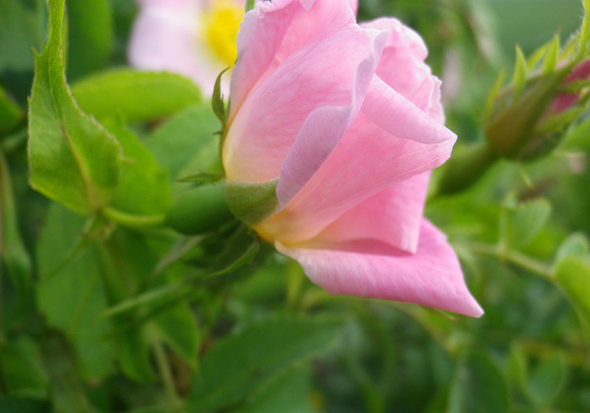  звичайна, або собача (Rosa canina L.).